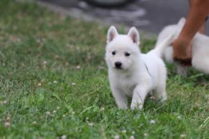 White-Swiss-Shepherd-Puppies-BTWW-GosaNostra-September-12092018-0301