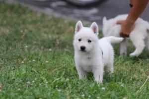 White-Swiss-Shepherd-Puppies-BTWW-GosaNostra-September-12092018-0302