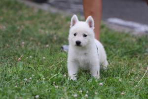 White-Swiss-Shepherd-Puppies-BTWW-GosaNostra-September-12092018-0303