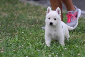 White-Swiss-Shepherd-Puppies-BTWW-GosaNostra-September-12092018-0304