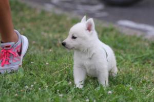 White-Swiss-Shepherd-Puppies-BTWW-GosaNostra-September-12092018-0305