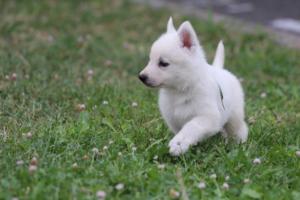 White-Swiss-Shepherd-Puppies-BTWW-GosaNostra-September-12092018-0306