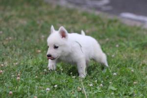 White-Swiss-Shepherd-Puppies-BTWW-GosaNostra-September-12092018-0307
