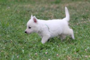 White-Swiss-Shepherd-Puppies-BTWW-GosaNostra-September-12092018-0308