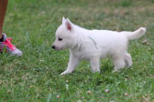 White-Swiss-Shepherd-Puppies-BTWW-GosaNostra-September-12092018-0309