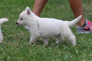 White-Swiss-Shepherd-Puppies-BTWW-GosaNostra-September-12092018-0310