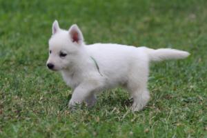 White-Swiss-Shepherd-Puppies-BTWW-GosaNostra-September-12092018-0311
