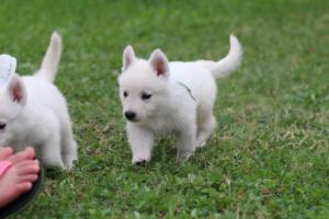White-Swiss-Shepherd-Puppies-BTWW-GosaNostra-September-12092018-0312