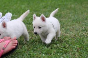 White-Swiss-Shepherd-Puppies-BTWW-GosaNostra-September-12092018-0313