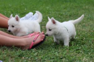 White-Swiss-Shepherd-Puppies-BTWW-GosaNostra-September-12092018-0314