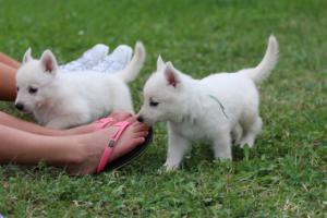 White-Swiss-Shepherd-Puppies-BTWW-GosaNostra-September-12092018-0315