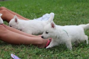 White-Swiss-Shepherd-Puppies-BTWW-GosaNostra-September-12092018-0316