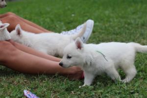 White-Swiss-Shepherd-Puppies-BTWW-GosaNostra-September-12092018-0317