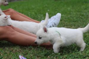 White-Swiss-Shepherd-Puppies-BTWW-GosaNostra-September-12092018-0318
