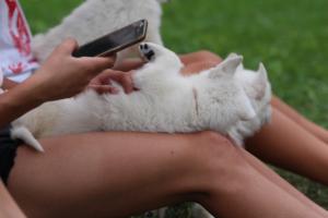 White-Swiss-Shepherd-Puppies-BTWW-GosaNostra-September-12092018-0320