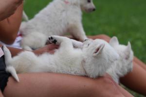 White-Swiss-Shepherd-Puppies-BTWW-GosaNostra-September-12092018-0321