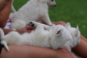White-Swiss-Shepherd-Puppies-BTWW-GosaNostra-September-12092018-0322