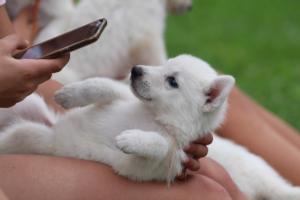 White-Swiss-Shepherd-Puppies-BTWW-GosaNostra-September-12092018-0323