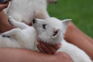 White-Swiss-Shepherd-Puppies-BTWW-GosaNostra-September-12092018-0325