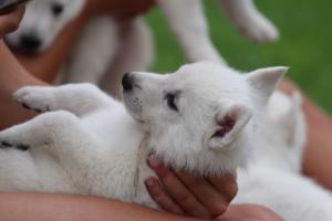 White-Swiss-Shepherd-Puppies-BTWW-GosaNostra-September-12092018-0326