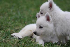 White-Swiss-Shepherd-Puppies-BTWW-GosaNostra-September-12092018-0327