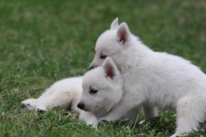 White-Swiss-Shepherd-Puppies-BTWW-GosaNostra-September-12092018-0328