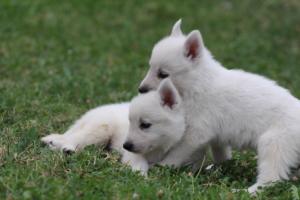 White-Swiss-Shepherd-Puppies-BTWW-GosaNostra-September-12092018-0329