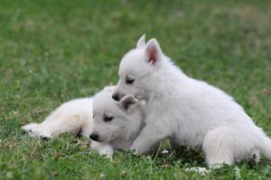 White-Swiss-Shepherd-Puppies-BTWW-GosaNostra-September-12092018-0330