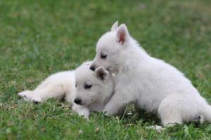 White-Swiss-Shepherd-Puppies-BTWW-GosaNostra-September-12092018-0331