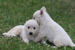White-Swiss-Shepherd-Puppies-BTWW-GosaNostra-September-12092018-0332