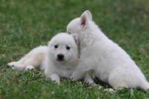 White-Swiss-Shepherd-Puppies-BTWW-GosaNostra-September-12092018-0333