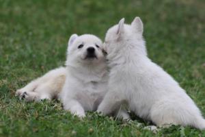 White-Swiss-Shepherd-Puppies-BTWW-GosaNostra-September-12092018-0334