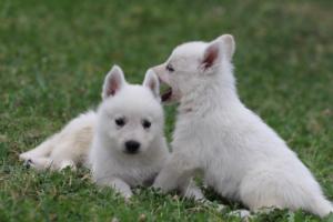 White-Swiss-Shepherd-Puppies-BTWW-GosaNostra-September-12092018-0335