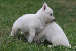 White-Swiss-Shepherd-Puppies-BTWW-GosaNostra-September-12092018-0336