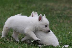 White-Swiss-Shepherd-Puppies-BTWW-GosaNostra-September-12092018-0337