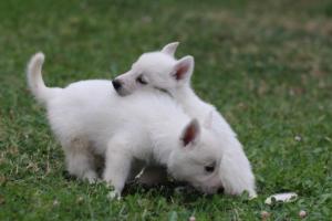 White-Swiss-Shepherd-Puppies-BTWW-GosaNostra-September-12092018-0338