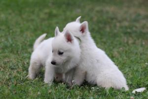 White-Swiss-Shepherd-Puppies-BTWW-GosaNostra-September-12092018-0339
