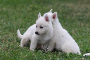 White-Swiss-Shepherd-Puppies-BTWW-GosaNostra-September-12092018-0340