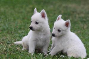 White-Swiss-Shepherd-Puppies-BTWW-GosaNostra-September-12092018-0341