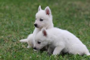 White-Swiss-Shepherd-Puppies-BTWW-GosaNostra-September-12092018-0342