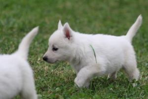 White-Swiss-Shepherd-Puppies-BTWW-GosaNostra-September-12092018-0343