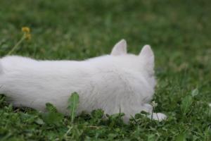 White-Swiss-Shepherd-Puppies-BTWW-GosaNostra-September-12092018-0344