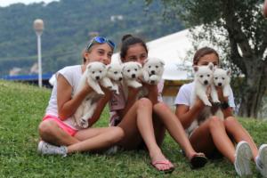 White-Swiss-Shepherd-Puppies-BTWW-GosaNostra-September-12092018-0345