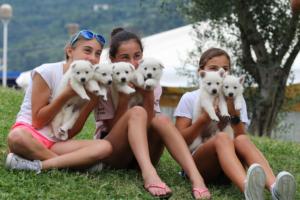 White-Swiss-Shepherd-Puppies-BTWW-GosaNostra-September-12092018-0346