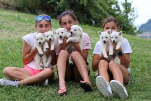 White-Swiss-Shepherd-Puppies-BTWW-GosaNostra-September-12092018-0347