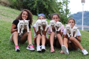 White-Swiss-Shepherd-Puppies-BTWW-GosaNostra-September-12092018-0349