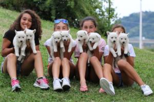 White-Swiss-Shepherd-Puppies-BTWW-GosaNostra-September-12092018-0350
