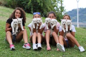 White-Swiss-Shepherd-Puppies-BTWW-GosaNostra-September-12092018-0351