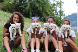 White-Swiss-Shepherd-Puppies-BTWW-GosaNostra-September-12092018-0352