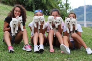 White-Swiss-Shepherd-Puppies-BTWW-GosaNostra-September-12092018-0353